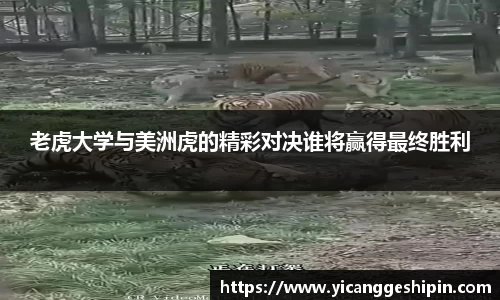 老虎大学与美洲虎的精彩对决谁将赢得最终胜利